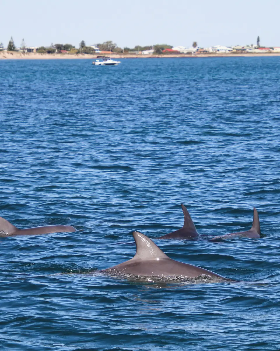 Dolphin visible in outdoor waters in Australia.