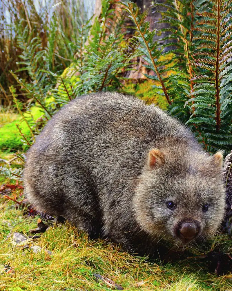 Wildlife or wildlife scene in Australia.