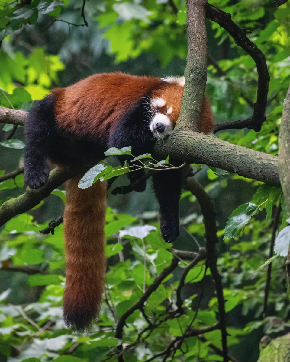 Wildlife or wildlife scene in China.