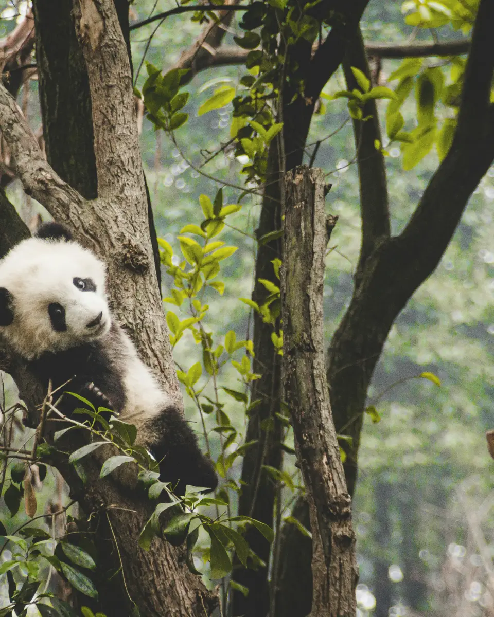 Wildlife or wildlife scene in China.