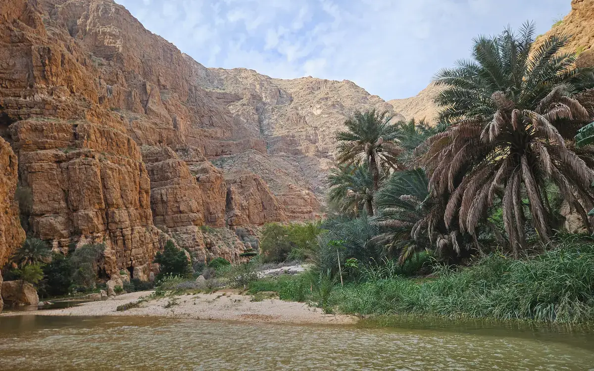 Palm trees and pale rock walls around shallow water at Wadi Shab in Oman.