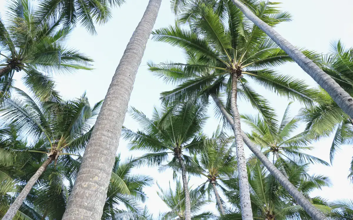 Tall palm trees rising against a pale sky at Palm Beach in Sydney.