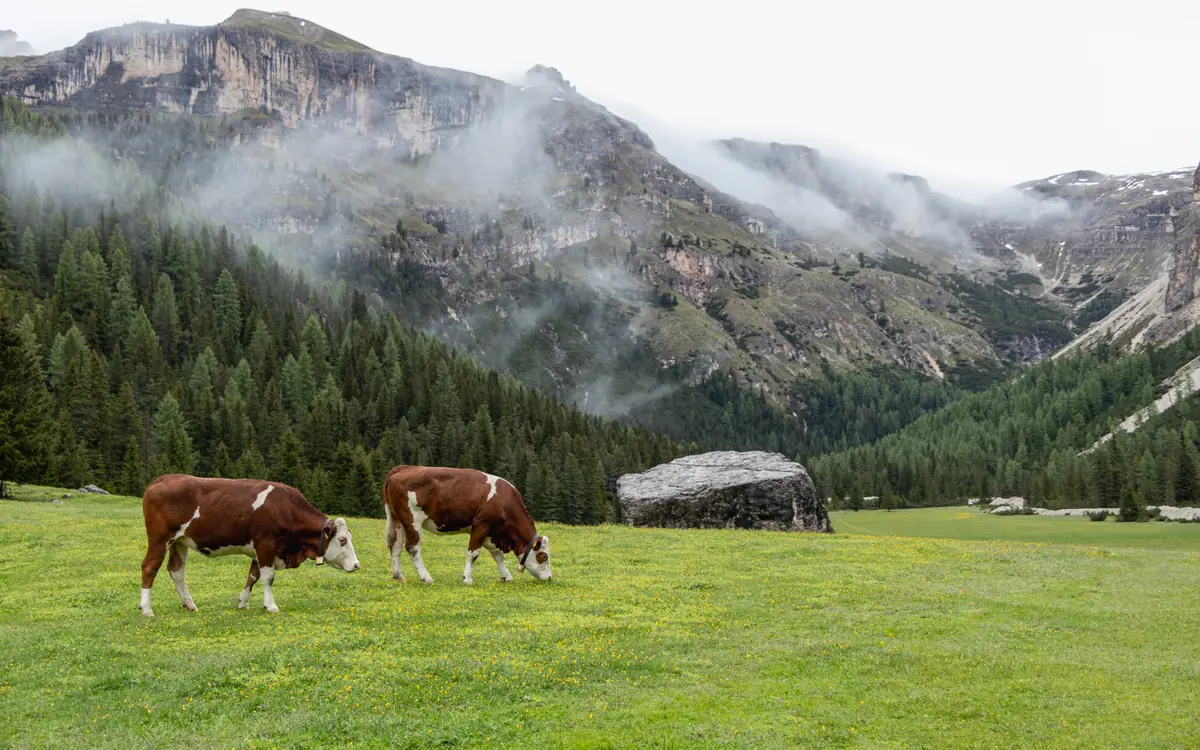 Cows in a green alpine meadow with forest, cliffs, and low cloud in northern Italy.