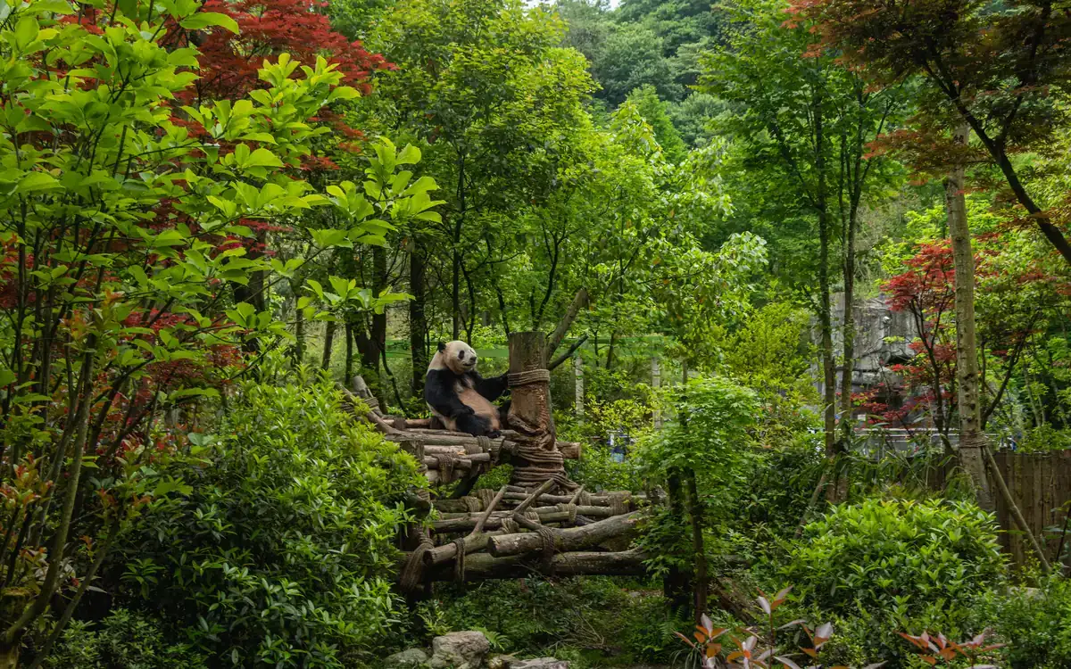 Dark stone figures or carvings surrounded by dense green foliage in Chengdu.