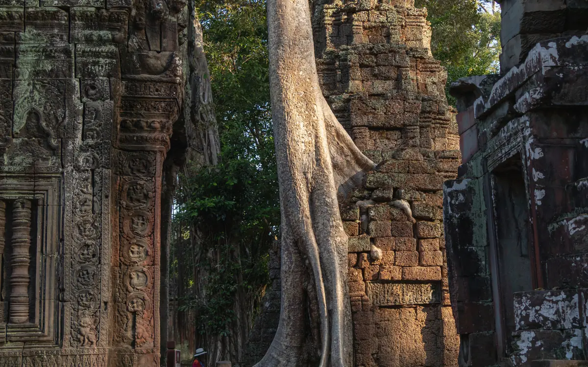 Tree roots over stone ruins at Ta Prohm in the Angkor Archaeological Park.