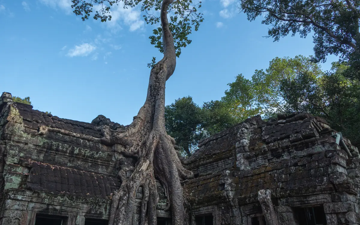 Large tree roots covering old stone temple ruins surrounded by dense greenery in Cambodia.