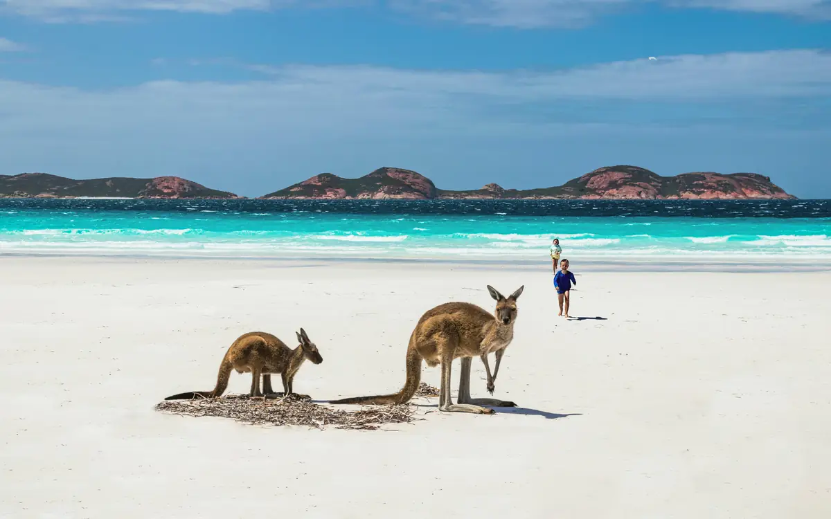 Kangaroos on white-sand beach at Lucky Bay.