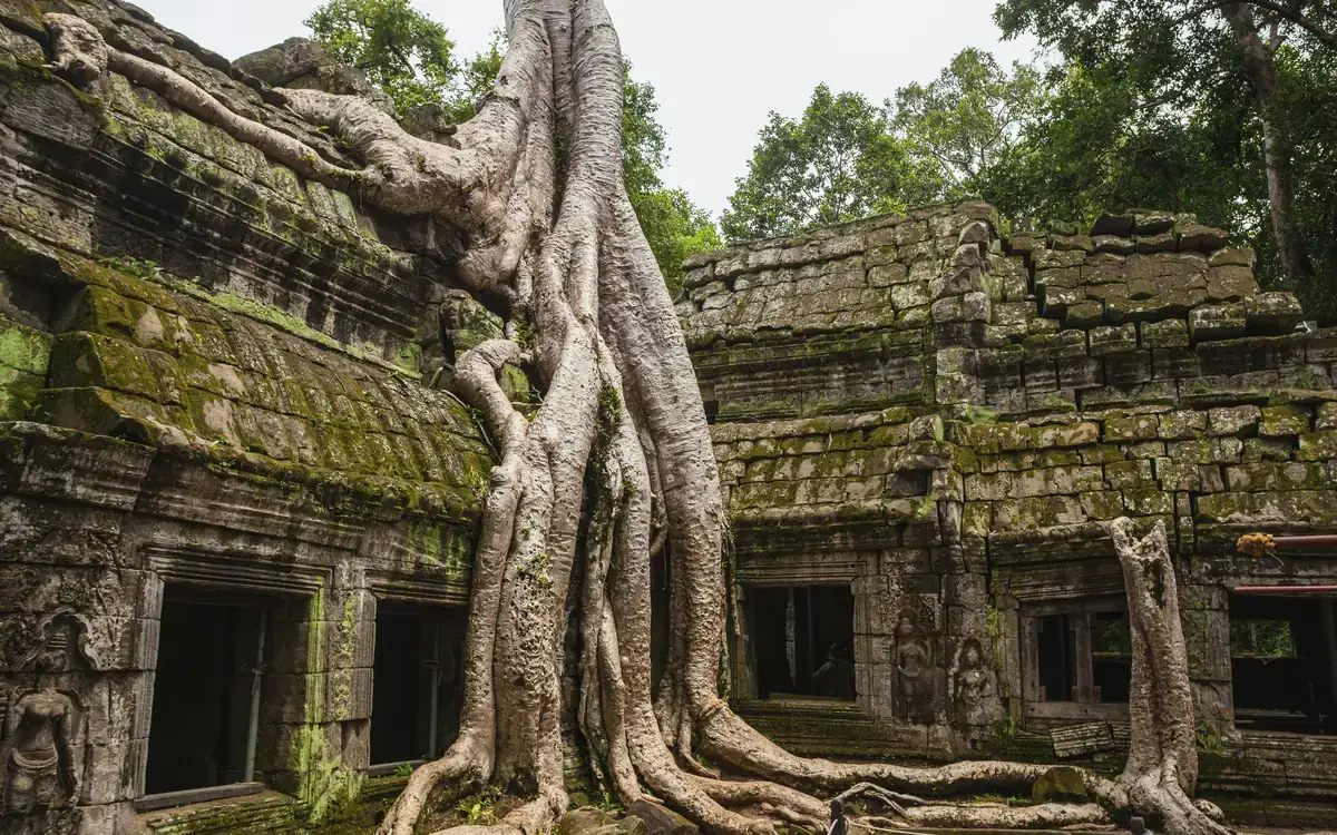 Large tree roots wrapped around old stone temple walls at Ta Prohm in Cambodia.
