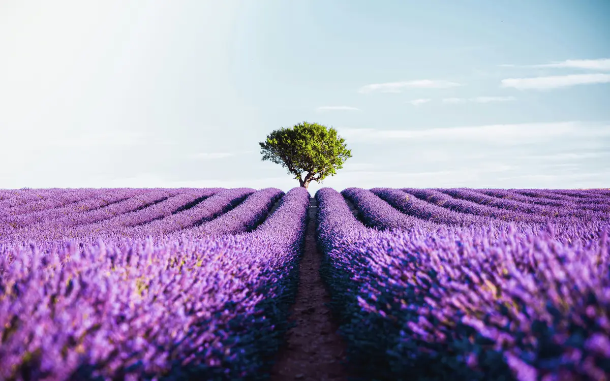 Purple lavender rows, a lone small tree, and bright pale sky in Provence.
