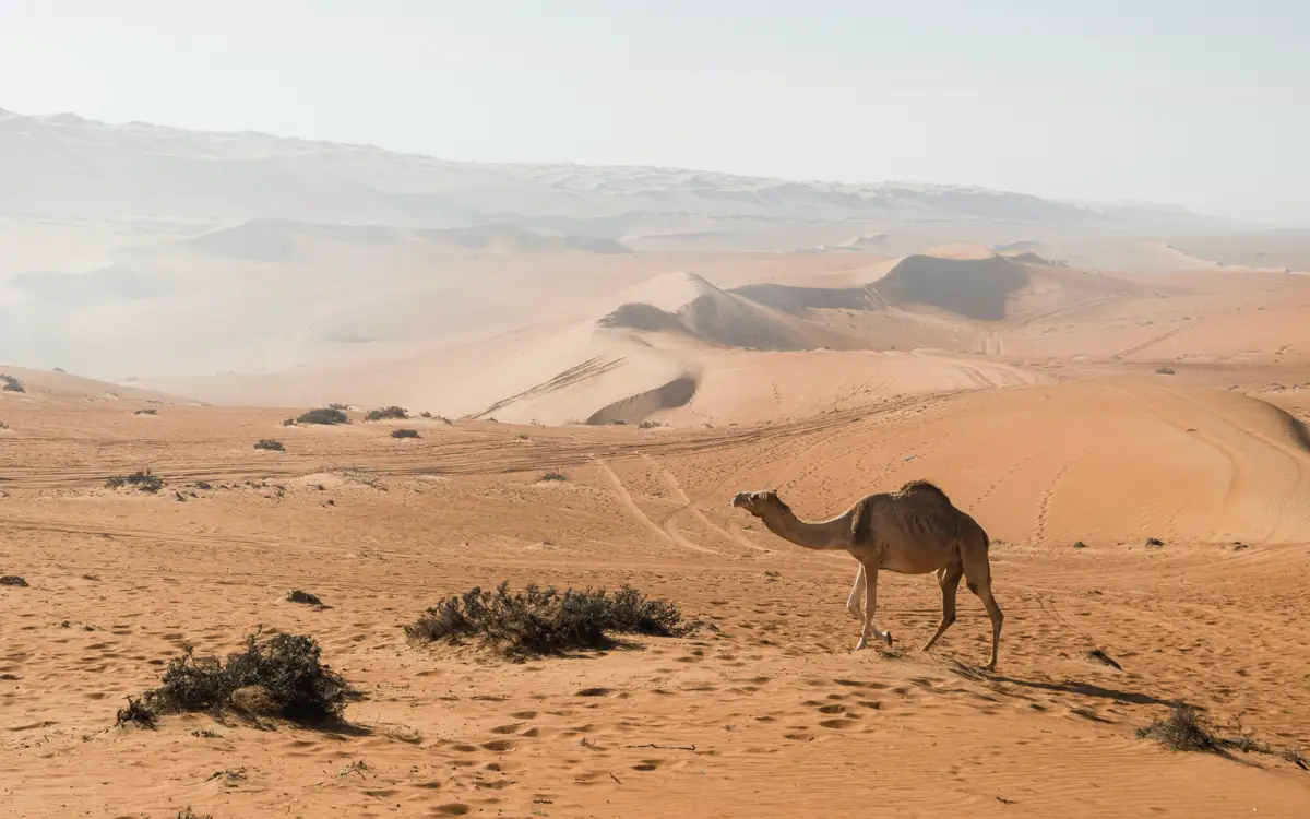 Camel standing in orange sand dunes with hazy desert ridges in Oman.