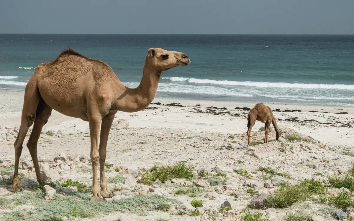 Camels on or near a sandy Oman beach with surf and sea horizon behind them.
