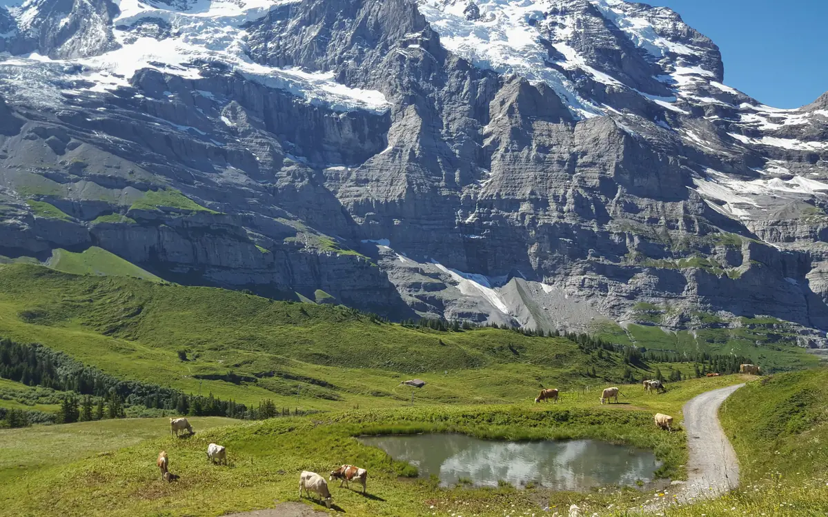 Cows on a green Swiss alpine pasture below steep snow-streaked mountain cliffs.