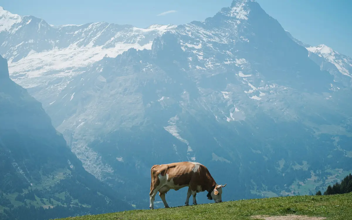 Cow on a green Swiss alpine slope with snowy mountains and a glacier beyond.