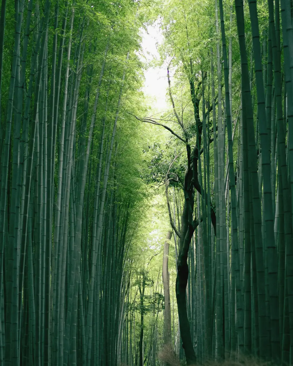 Forest or green landscape in Japan.