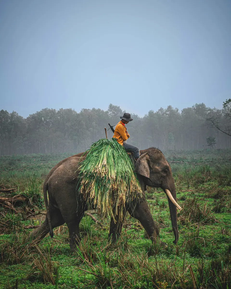 Wildlife or wildlife scene in Nepal.