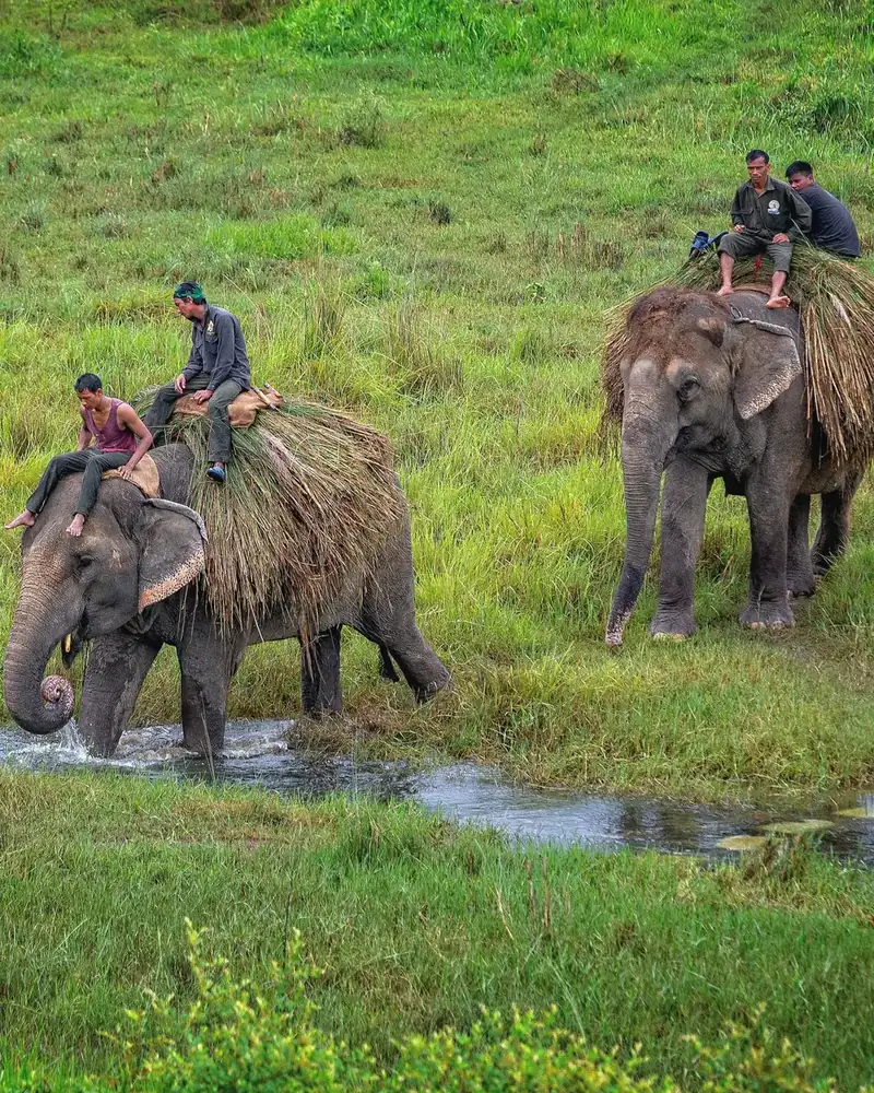 Wildlife or wildlife scene in Nepal.