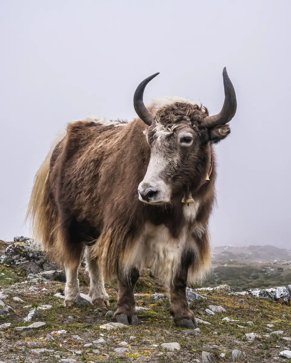 Wildlife or wildlife scene in Nepal.