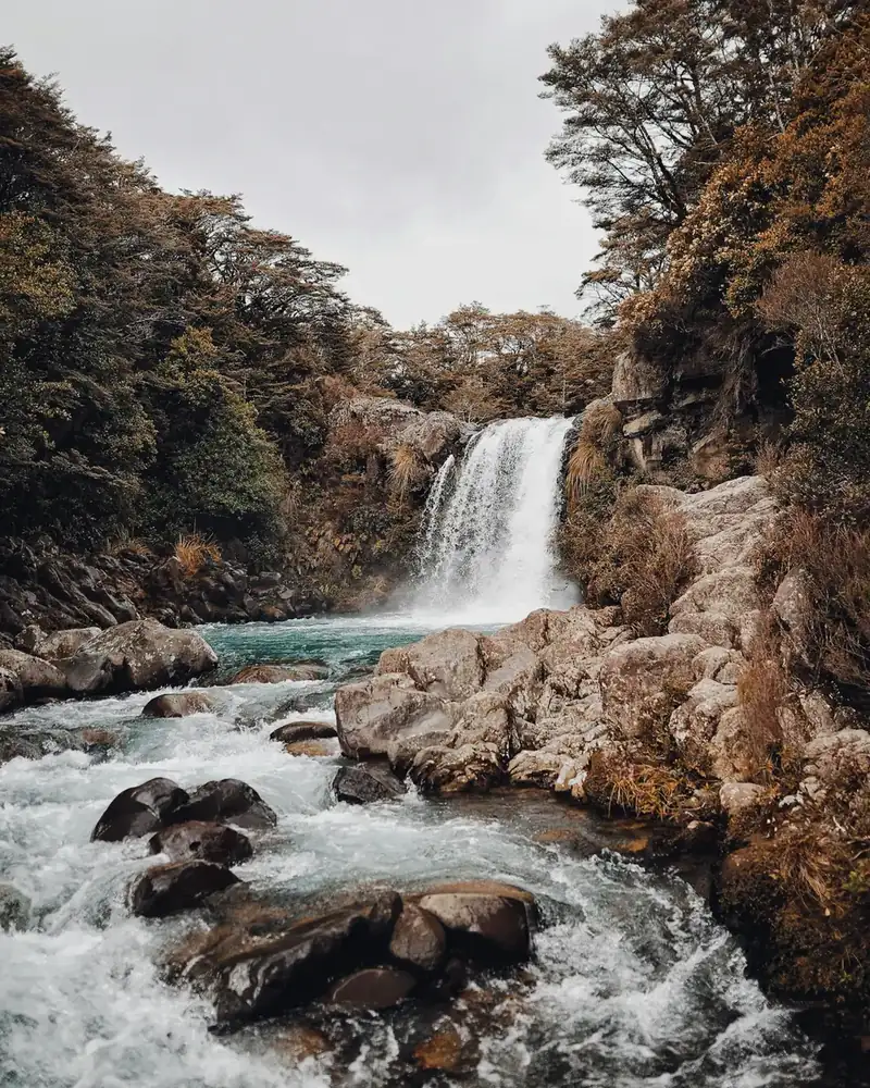 Forest or green landscape in New Zealand.