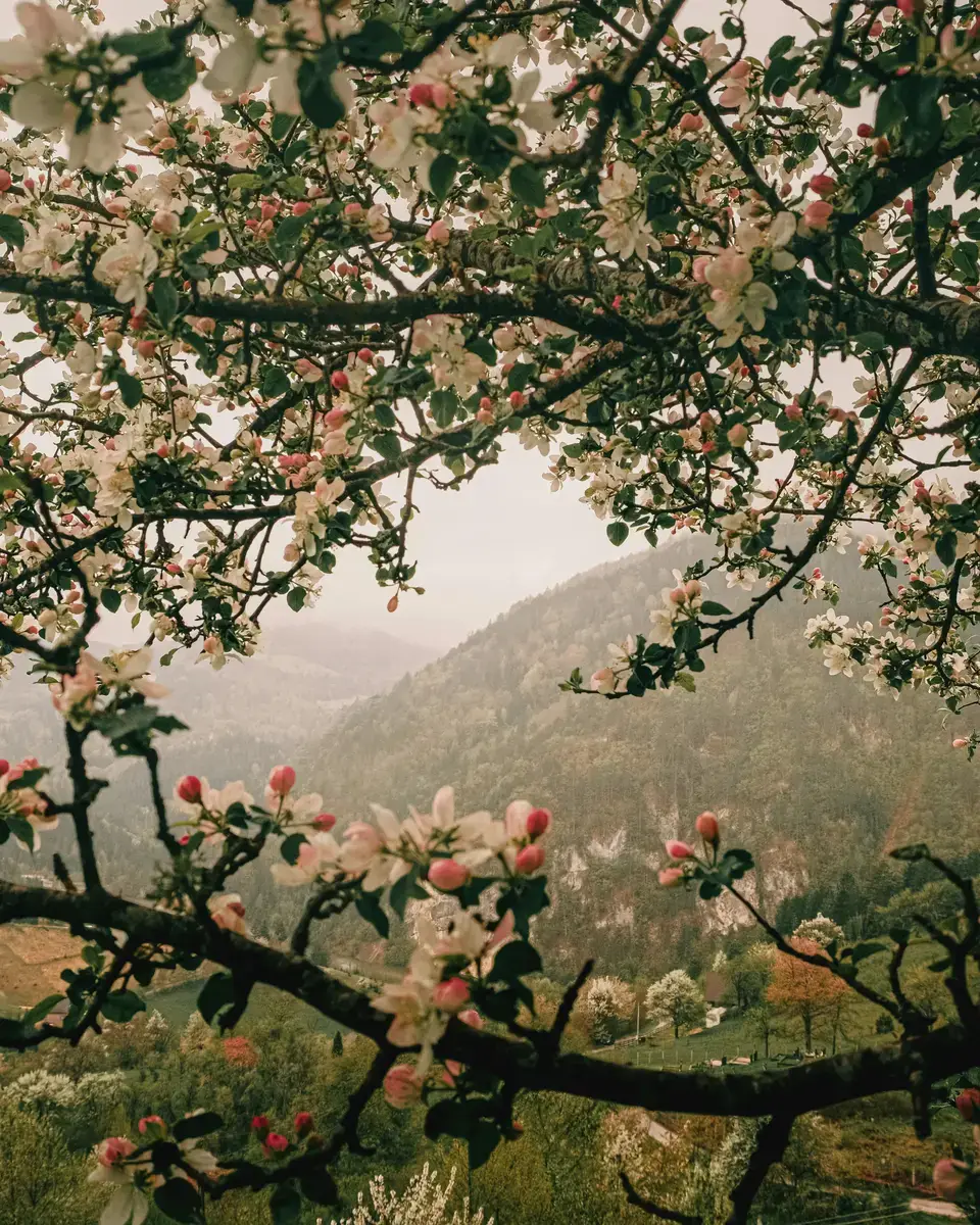 Photo of a mountain or valley landscape in Serbia.