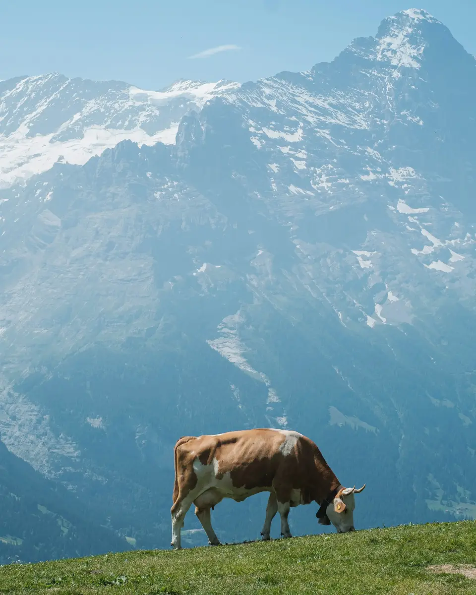 Photo of a mountain or valley landscape in Switzerland.