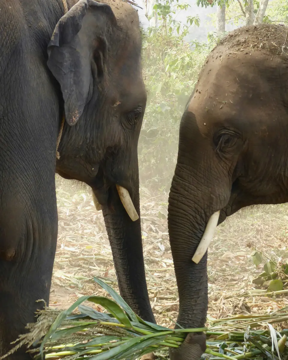 Wildlife or wildlife scene in Thailand.
