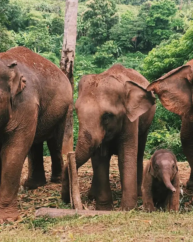 Wildlife or wildlife scene in Thailand.