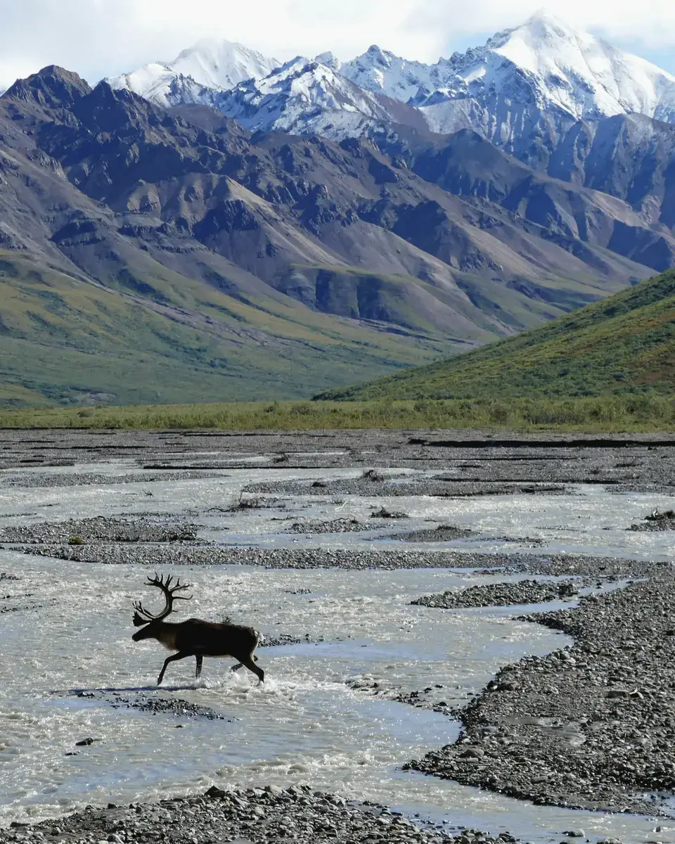 Wildlife or wildlife scene in United States.