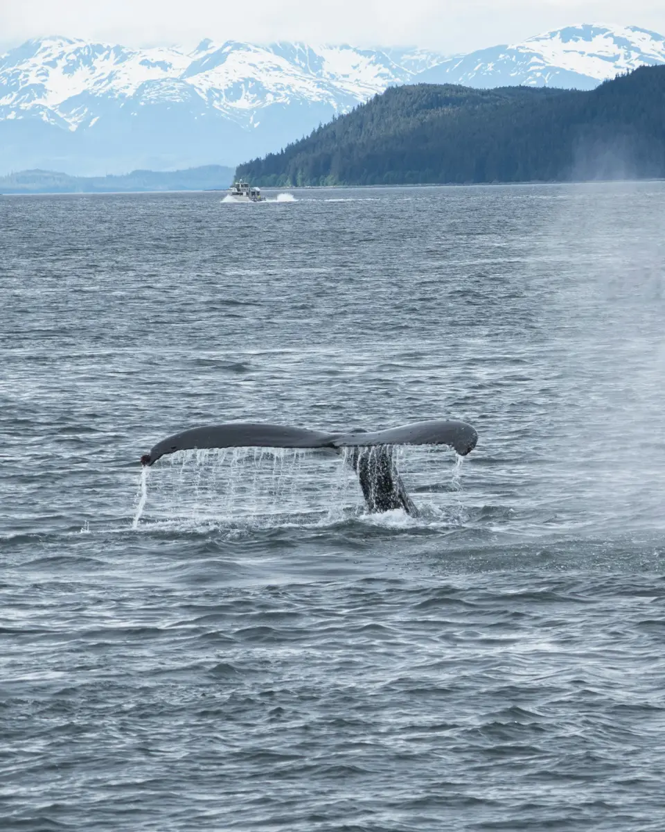 Wildlife or wildlife scene in United States.