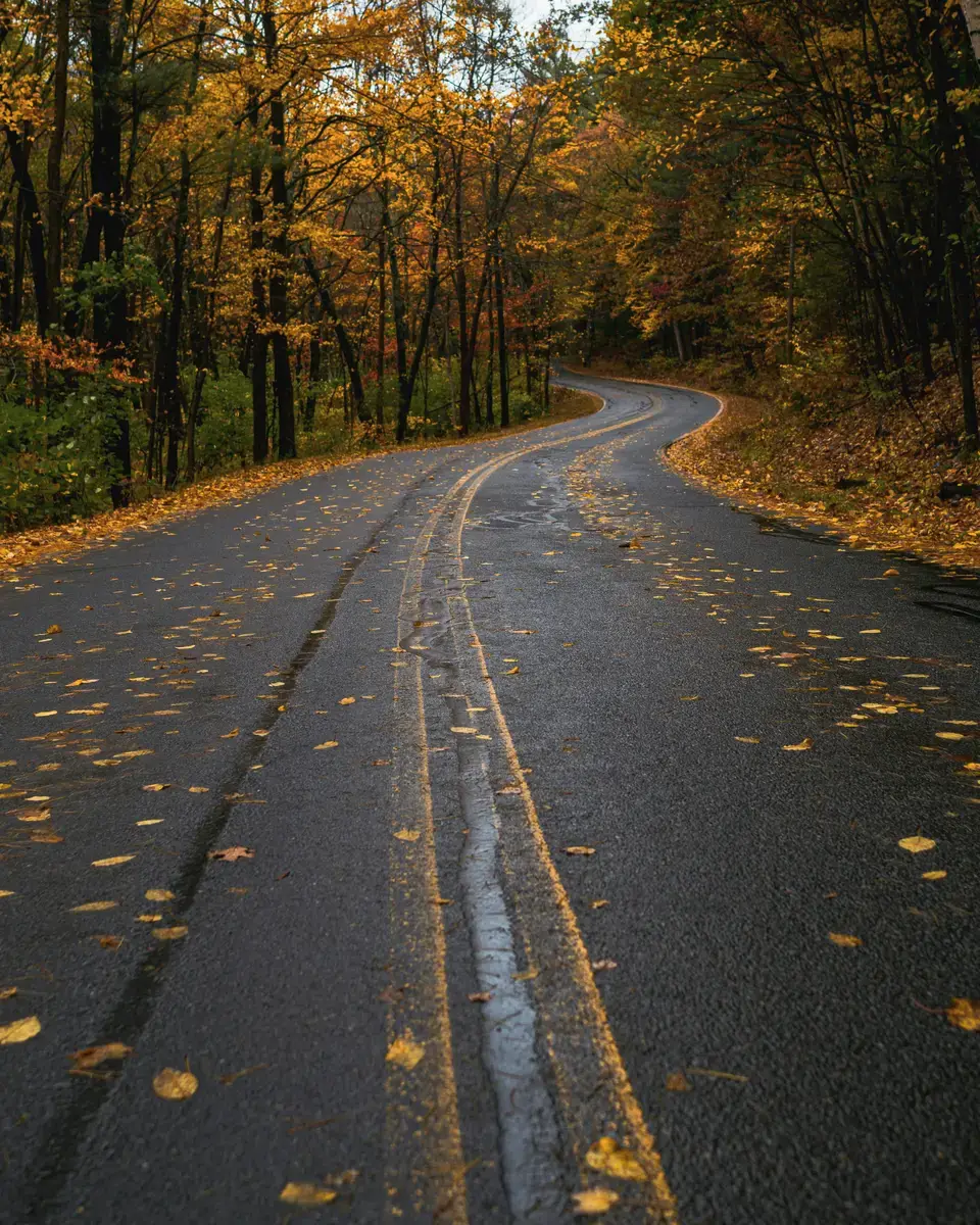 Forest or green landscape in United States.